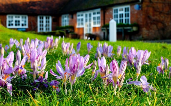 SRF in Crondall crocus